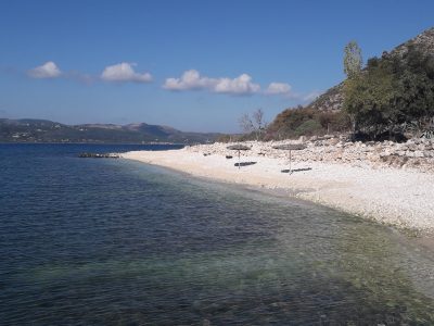 lygia lygia
